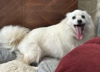 Diamond, a female American Eskimo for sale in Sneedville, TN – Photo 4 of 7