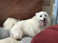 Diamond, a female American Eskimo for sale in Sneedville, TN – Photo 7 of 7