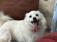 Diamond, a female American Eskimo for sale in Sneedville, TN – Photo 6 of 7