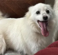 Diamond, a female American Eskimo for sale in Sneedville, TN – Photo 2 of 7