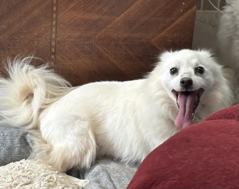 Diamond – American Eskimo puppy for sale in Sneedville, TN