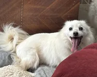Diamond, a female American Eskimo for sale in Sneedville, TN – Photo 1 of 7