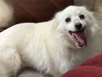 Diamond, a female American Eskimo for sale in Sneedville, TN – Photo 3 of 7