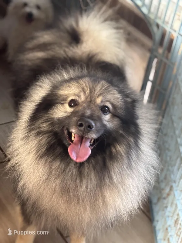 Kono – Keeshond puppy for sale in Sneedville, TN
