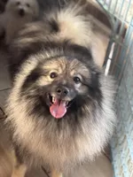 Kono, a male Keeshond for sale in Sneedville, TN – Photo 1 of 8