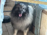 Kono, a male Keeshond for sale in Sneedville, TN – Photo 3 of 8