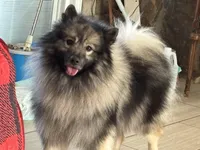 Kono, a male Keeshond for sale in Sneedville, TN – Photo 5 of 8