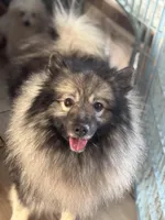 Kono, a male Keeshond for sale in Sneedville, TN – Photo 2 of 8