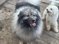 Kono, a male Keeshond for sale in Sneedville, TN – Photo 7 of 8