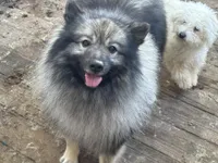 Kono, a male Keeshond for sale in Sneedville, TN – Photo 6 of 8