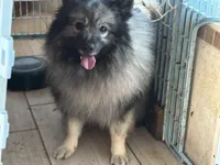 Kono, a male Keeshond for sale in Sneedville, TN – Photo 4 of 8