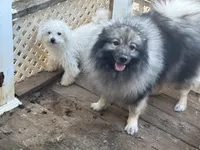 Kono, a male Keeshond for sale in Sneedville, TN – Photo 8 of 8