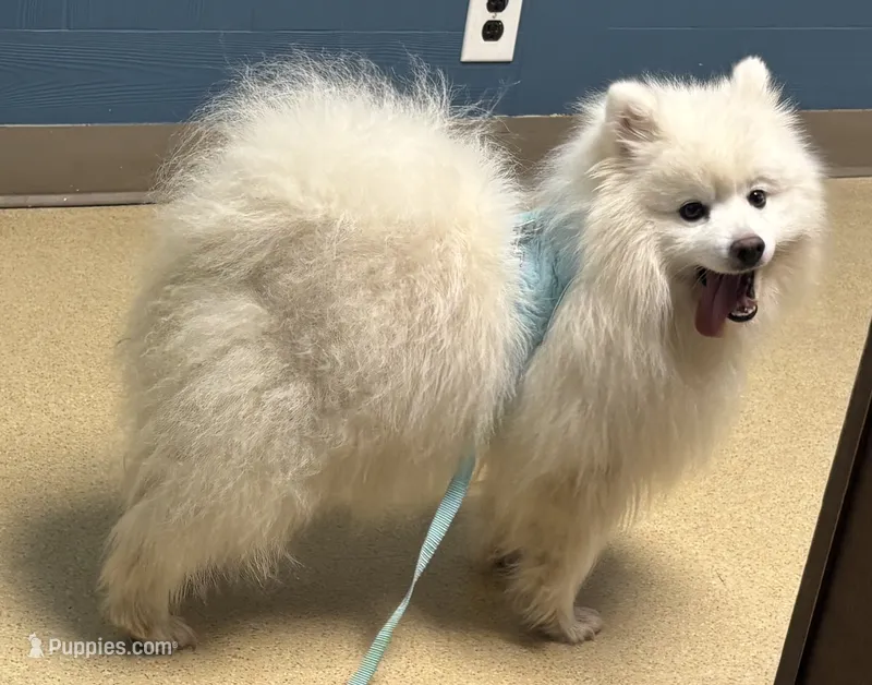 Stormy – American Eskimo puppy for sale in Sneedville, TN