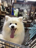 Stormy, a male American Eskimo for sale in Sneedville, TN – 7 of 10