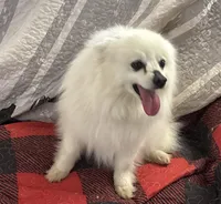 Lilly Bell, a female American Eskimo for sale in Sneedville, TN – Photo 9 of 10