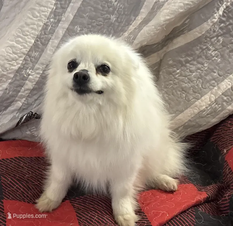 Lilly Bell – American Eskimo puppy for sale in Sneedville, TN