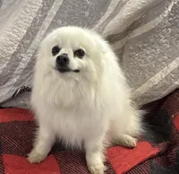 Lilly Bell, a female American Eskimo for sale in Sneedville, TN – Photo 1 of 10