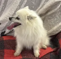 Lilly Bell, a female American Eskimo for sale in Sneedville, TN – Photo 7 of 10