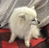 Lilly Bell, a female American Eskimo for sale in Sneedville, TN – Photo 6 of 10