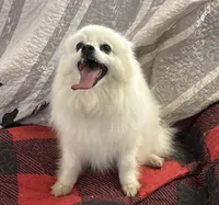 Lilly Bell, a female American Eskimo for sale in Sneedville, TN – Photo 8 of 10