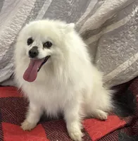 Lilly Bell, a female American Eskimo for sale in Sneedville, TN – Photo 2 of 10