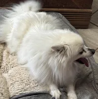 Lilly Bell, a female American Eskimo for sale in Sneedville, TN – Photo 4 of 10