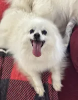 Lilly Bell, a female American Eskimo for sale in Sneedville, TN – Photo 3 of 10