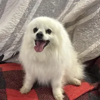 Lilly Bell, a female American Eskimo for sale in Sneedville, TN – Photo 10 of 10