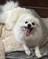 Lilly Bell, a female American Eskimo for sale in Sneedville, TN – Photo 5 of 10