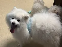 Stormy, a male American Eskimo for sale in Sneedville, TN – 2 of 10