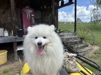 Stormy, a male American Eskimo for sale in Sneedville, TN – 3 of 10