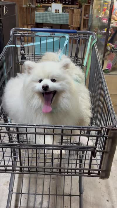 Stormy, a male American Eskimo for sale in Sneedville, TN – 10 of 10