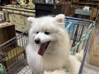 Stormy, a male American Eskimo for sale in Sneedville, TN – 4 of 10