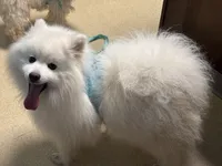 Stormy, a male American Eskimo for sale in Sneedville, TN – 6 of 10