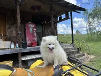 Stormy, a male American Eskimo for sale in Sneedville, TN – 8 of 10