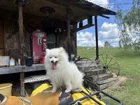 Stormy, a male American Eskimo for sale in Sneedville, TN – 9 of 10