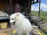 Stormy, a male American Eskimo for sale in Sneedville, TN – 5 of 10