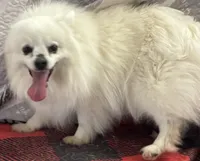 Misty, a female American Eskimo for sale in Sneedville, TN – Photo 6 of 6