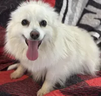 Misty, a female American Eskimo for sale in Sneedville, TN – Photo 5 of 6