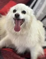 Misty, a female American Eskimo for sale in Sneedville, TN – Photo 3 of 6