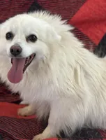Misty, a female American Eskimo for sale in Sneedville, TN – Photo 2 of 6