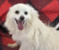 Misty, a female American Eskimo for sale in Sneedville, TN – Photo 4 of 6