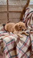 Max, a male Miniature Golden Retriever for sale in Cochranville, PA – 2 of 3