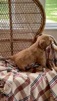 Lexi, a male Miniature Golden Retriever for sale in Cochranville, PA – 2 of 3