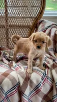 Louise, a male Miniature Golden Retriever for sale in Cochranville, PA – 3 of 3