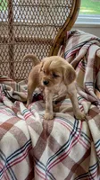 Louise, a male Miniature Golden Retriever for sale in Cochranville, PA – 2 of 3
