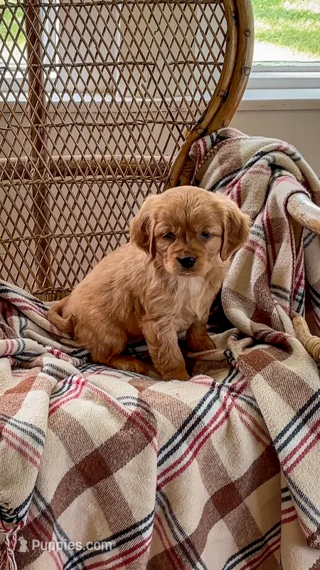 Lexi – Miniature Golden Retriever puppy for sale in Cochranville, PA