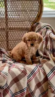 Lexi, a male Miniature Golden Retriever for sale in Cochranville, PA – 1 of 3