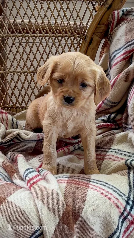 Louise – Miniature Golden Retriever puppy for sale in Cochranville, PA