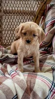Louise, a male Miniature Golden Retriever for sale in Cochranville, PA – 1 of 3